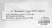 Rosellinia aquila image